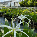 Spider Lily - native water and moisture loving perennial that will do well in average soil with average moisture ©US Perennial