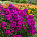 Tall Phlox 'Ultraviolet'- pollinator friendly nativar ©Walters Gardens