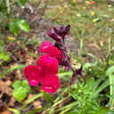 Autumn Sage 'Furman's Red'- natural hummingbird feeder ©US Perennials