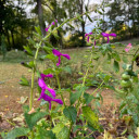 Salvia 'Jean's Jewel' - summer to fall blooming tender perennial ©US Perennials