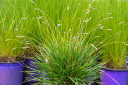 Sesleria 'Tiny Dancer' - short clumping grass for the edges and smaller gardens ⒸIntrinsic Perennial Gardens