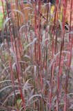 Andropogon gerardii 'Holy Smokes' - cultivar of native grass with silvery foliage and red-purple stems ©Intrinsic Perennial Gardens