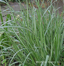 Calamagrostis x 'Avalanche' - universal grass with vertical structure ©Hoffman Nursery