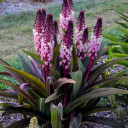 Eucomis 'Safari Adventure' - exotic perennial for sunny garden ©Walters Gardens