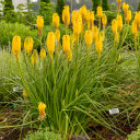 Kniphofia 'Solar Flare' - exotic looking and zone 5b hardy perennial for sunny garden ©Walters Gardens