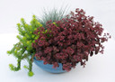 Stonecrop 'Cherry Tart' - showy succulent for containers, rock gardens and retaining walls ©Chris Hansen - SunSparklerSedums