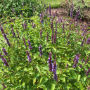 Agastache 'Little Adder' - pollinator magnet and very long flowering plant ©US Perennials