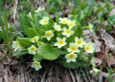 Primula acaulis - small plant for partial shade or shade, goes well with hosta or Epimedium ©SKas