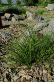 Carex montana - small sedge suitable for rock gardens, lawn substitute or matrix plantings ©Krzysztof Ziarnek, Kenraiz