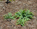 Carex platyphylla - native sedge for woodland garden ©Mt. Cuba