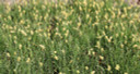 Carex woodii - universal use spreading sedge for sun or shade ©Mt. Cuba Carex woodii - universal use spreading sedge for sun or shade ©Mt. Cuba