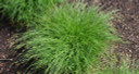 Wood's Sedge - top performing sedge for sun, half shade or shade and virtually any soil ©Mt. Cuba Wood's Sedge - top performing sedge for sun, half shade or shade and virtually any soil ©Mt. Cuba