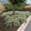 Carex 'Feather Falls' can be used in masses, planted around trees in partial sun or partial shade ©Walters Gardens