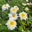 Hardy Garden Mum 'Lady Daisy' - fall flowering perennial and excellent cut flower ©US Perennials Hardy Garden Mum 'Lady Daisy' - fall flowering perennial and excellent cut flower ©US Perennials