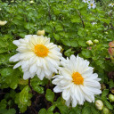Chrysanthemum 'Lady Daisy' starts to flower towards the end of summer and beginning of the fall ©US Perennials Chrysanthemum 'Lady Daisy' starts to flower towards the end of summer and beginning of the fall ©US Perennials