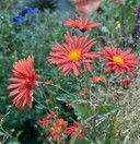 Hardy Garden Mum 'Cathy's Rust' - fall flowering perennial and excellent cut flower ©Janet Draper