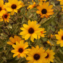 Ox-eye (False Sunflower) 'Touch of Blush' - showy perennial with variegated leaves ©Walters Gardens