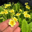 Primula acaulis "larger-flowering form"- small plant for partial shade or shade, goes well with hosta or Epimedium ©US Perennials