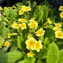 "Larger-flowering form"Primrose - woodland edge perennial, good hosta companion ©US Perennials