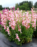 Penstemon 'Flock of Flamingos' - fast growing perennial with very long flowering season ⒸTerra Nova Nurseries