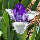 Intermediate Bearded Iris 'Rare Edition' ©US Perennials