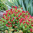 Spigelia marilandica 'Apple Slices' - compact and rich flowering selection of Indian Pink ©Walters Gardens