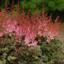 Astilbe x 'Delft Lace' - all season interesting cultivar for half shade or deep shade garden ©Walters Gardens