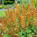 Baptisia 'Honey Roasted' - deer resistant perennial for sun ⒸWalters Gardens
