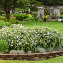 Tradescantia 'Webmaster' - long flowering perennial for sunny or half shade garden ©Walters Gardens