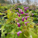 Salvia glabrescens 'Autumn Enchanter' - one of the very few exceptions - it is shade loving sage and valuable for blooming in early fall ©US Perennials