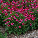 Coneflower 'Delicious Candy' - all season flowering perennial ©Walters Gardens Coneflower 'Delicious Candy' - all season flowering perennial ©Walters Gardens