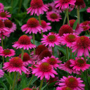Echinacea x 'Delicious Candy' - dense compact and heavily blooming perennial ©Walters Gardens Echinacea x 'Delicious Candy' - dense compact and heavily blooming perennial ©Walters Gardens