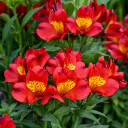 Peruvian Lily 'Summer Heat' - exotic perennial to zone 6 and excellent cut flower ©Walters Gardens