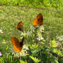 Monarda luteola 'Coconut Lime' attracts flocks of earl season butterflies, but could be flocks of bumblebees in your area ©US Perennials