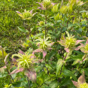 Yellow Beebalm 'Coconut Lime' in early June,  the time of budding means incredible unusual show ©US Perennials