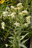 False Boneset flowers at the end of summer ©Frank Mayfield