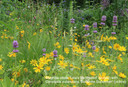 Downy Wood Mint 'Lela's Variegated' in naturalistic garden  ©US Perennials