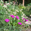 Sweet William 'Rockin' Purple ' in naturalistic garden ©US Perennials