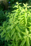 Lemon Verbena - strongly aromatic lemon herb for the garden or containers ©Krzysztof Ziarnek