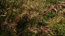 Deschampsia flexuosa - showy fine-leaved native grass for cooler zones ©W.carter,