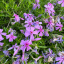 Moss Phlox 'Moerheimii' - mat forming perennial for sunny drier garden ©US Perennials