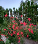 Smooth Scarlet Catchfly - southern native wildflower with very long flowering season ©Jeremy Schmidt