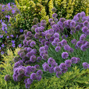 Allium 'Medusa' - deer proof perennial with amethyst-purple globes and twisted grayish leaves ©Walter Gardens