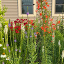 Verbena stricta in naturalistic garden  with Liatris spicata 'Alba', Echinacea 'Tres Amigos' and Ipomopsis rubra. ©US Perennials