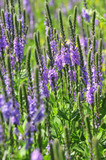 Hoary Vervein - easy to grow, deer resistant perennial for sunny garden ©USFWS Mountain-Prairie