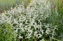 Hoary Mountain Mint hybrid 'Smokey Mountain Mint'- goes well with many perennials, but looks exceptionally well with fine-leaved grasses ©Intrinsic Perennials Gardens