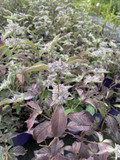Mountain MInt 'Smokey Mountain Mint'- leaf coloration in the summer ©Intrinsic Perennials Gardens