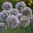 Allium 'Bobblehead' - excellent pollinator plant and cut flower ©Walters Gardens