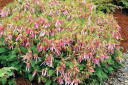 Campanula 'Pink Octopus' - unusual looking perennial with nodding flowers  and ground covering growth ©Terra Nova