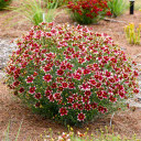 Coreopsis verticillata 'Heartstrings' - pollinator friendly perennial for sunny and a bit drier garden ©Walters Gardens